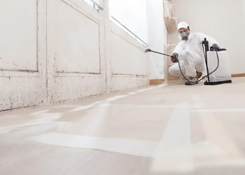 Comprehensive Mould Inspections min
