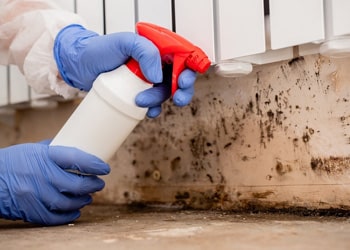 Mould Remediation min