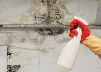 Mould Removal for High Risk Areas min