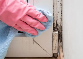 Mould Treatment and Prevention min