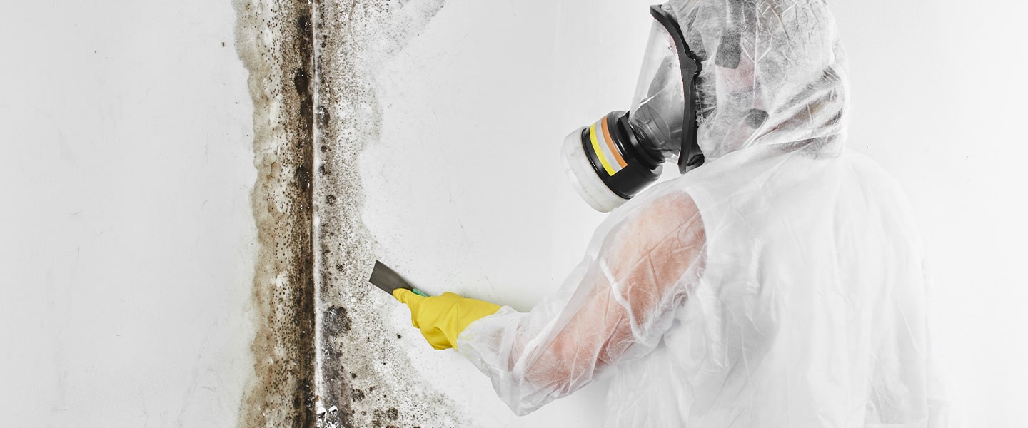 Why Choose Professional Mould Removal min